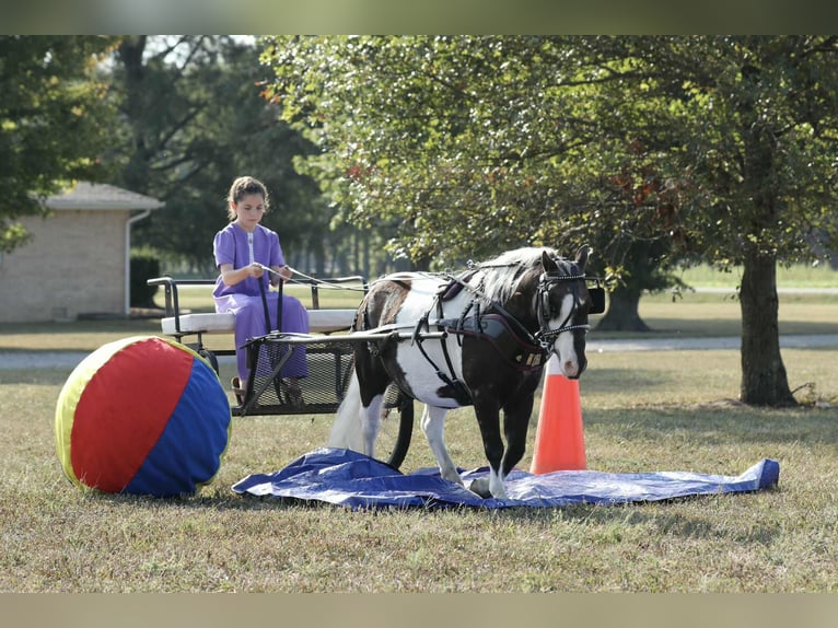 Meer ponys/kleine paarden Ruin 7 Jaar 99 cm Gevlekt-paard in Mount Vernon
