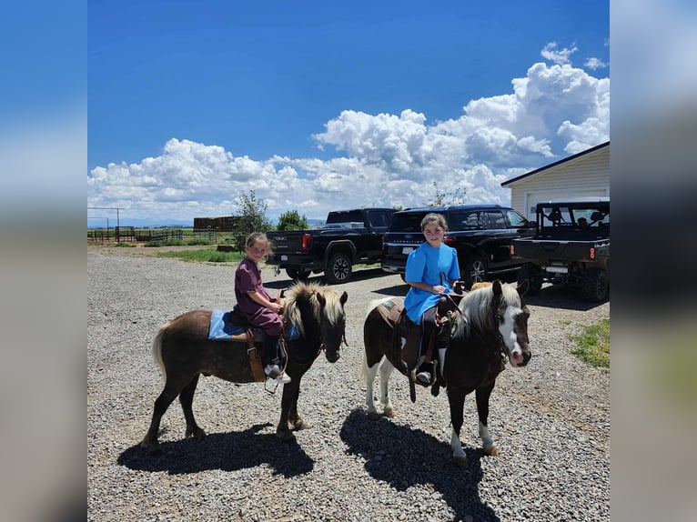 Meer ponys/kleine paarden Ruin 7 Jaar 99 cm Gevlekt-paard in Mount Vernon