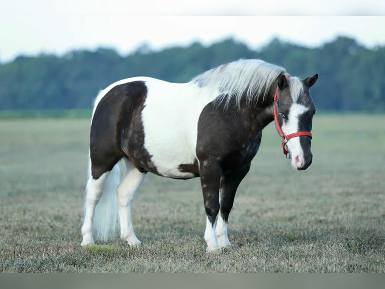 Meer ponys/kleine paarden Ruin 7 Jaar 99 cm Gevlekt-paard in Mount Vernon