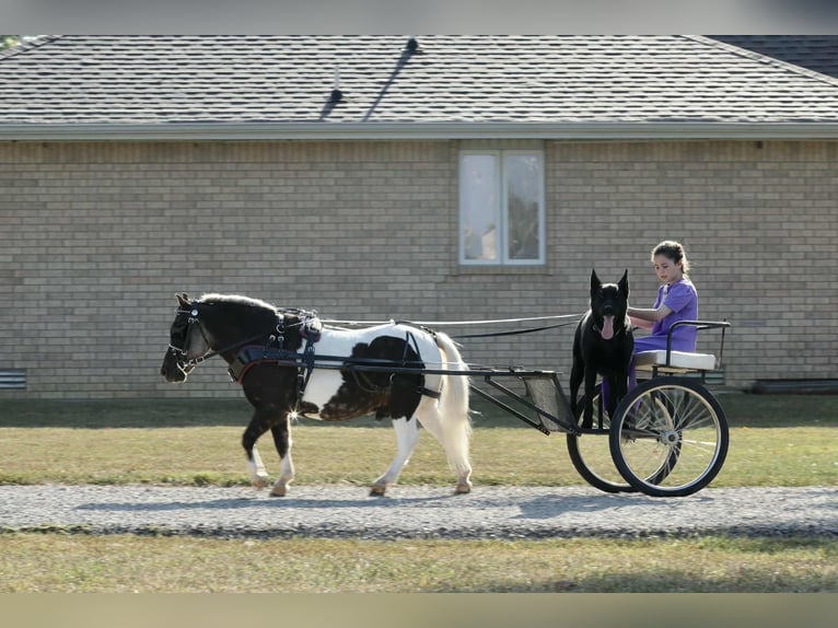 Meer ponys/kleine paarden Ruin 7 Jaar 99 cm Gevlekt-paard in Mount Vernon