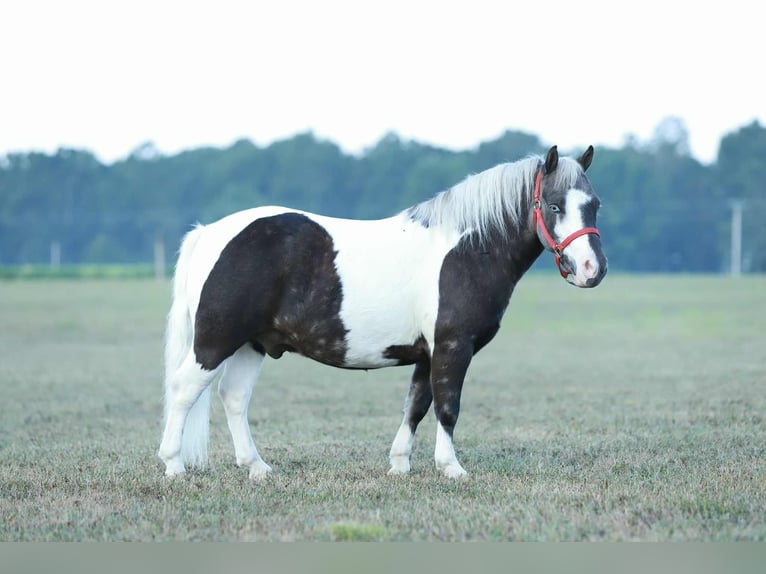 Meer ponys/kleine paarden Ruin 7 Jaar 99 cm Gevlekt-paard in Mount Vernon