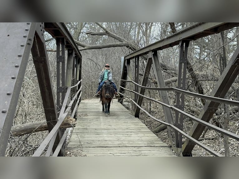 Meer ponys/kleine paarden Ruin 8 Jaar 102 cm Bruin in Brandon