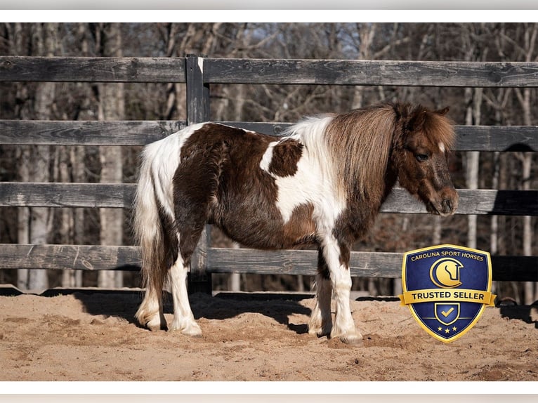 Meer ponys/kleine paarden Ruin 8 Jaar 102 cm Gevlekt-paard in Clover