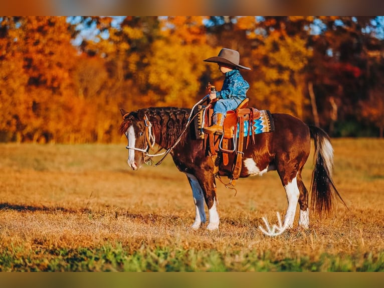 Meer ponys/kleine paarden Ruin 8 Jaar 107 cm Gevlekt-paard in Lyles