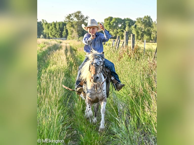 Meer ponys/kleine paarden Ruin 8 Jaar 107 cm in Rigby, ID