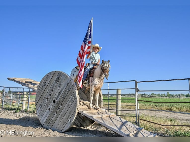Meer ponys/kleine paarden Ruin 8 Jaar 107 cm in Rigby, ID