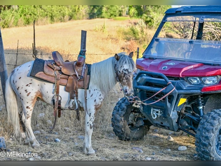 Meer ponys/kleine paarden Ruin 8 Jaar 107 cm in Rigby, ID