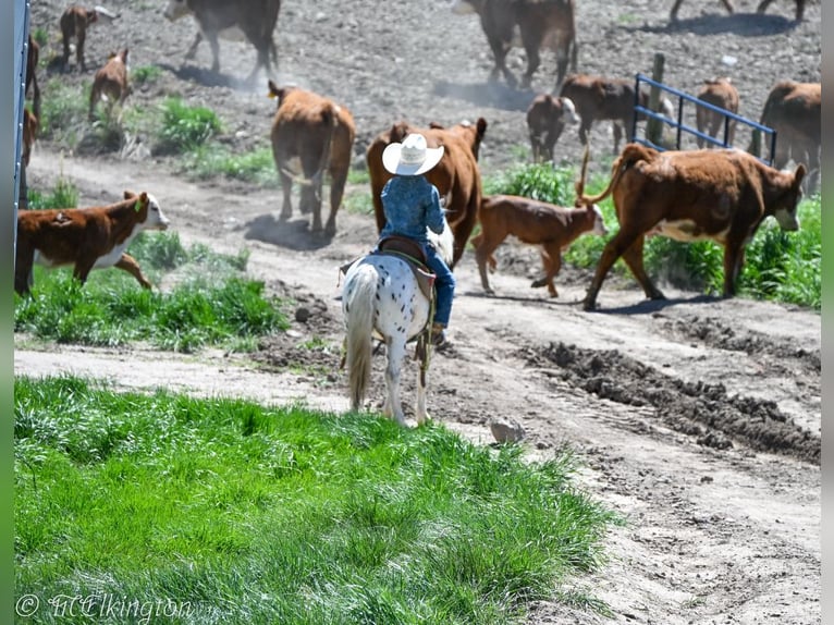 Meer ponys/kleine paarden Ruin 8 Jaar 107 cm in Rigby, ID