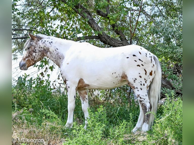 Meer ponys/kleine paarden Ruin 8 Jaar 107 cm in Rigby, ID