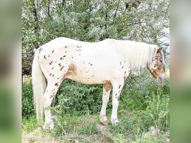 Meer ponys/kleine paarden Ruin 8 Jaar 107 cm in Rigby, ID
