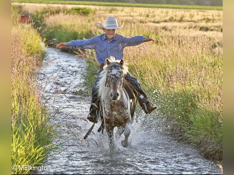 Meer ponys/kleine paarden Ruin 8 Jaar 107 cm in Rigby, ID