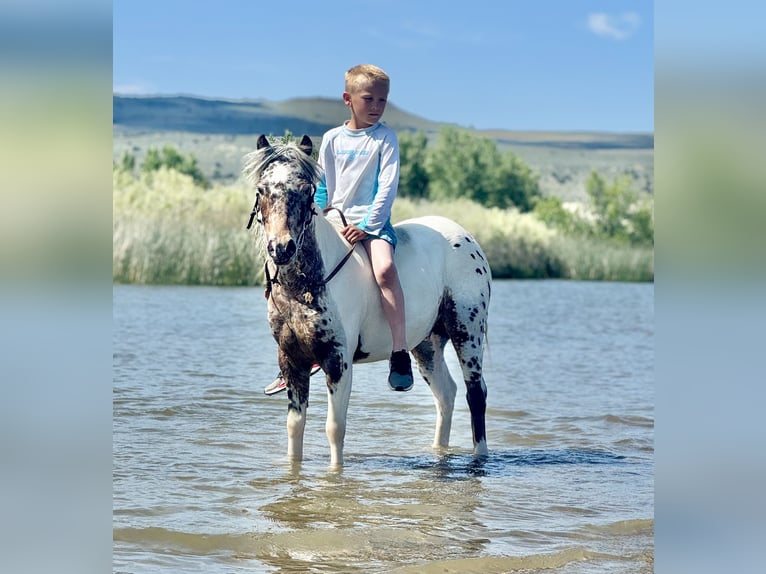 Meer ponys/kleine paarden Ruin 8 Jaar 107 cm in Rigby, ID