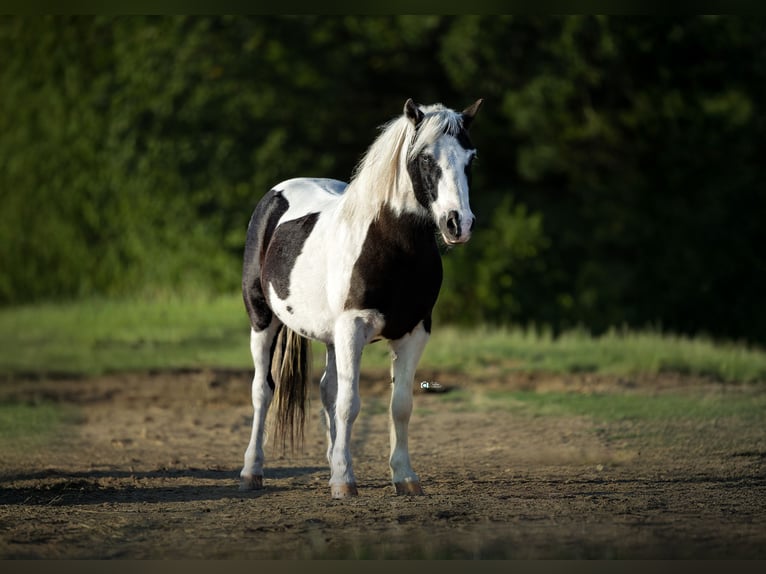 Meer ponys/kleine paarden Ruin 8 Jaar 109 cm Gevlekt-paard in Gainesville