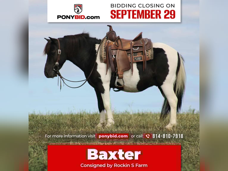 Meer ponys/kleine paarden Ruin 8 Jaar 109 cm Gevlekt-paard in Rebersburg