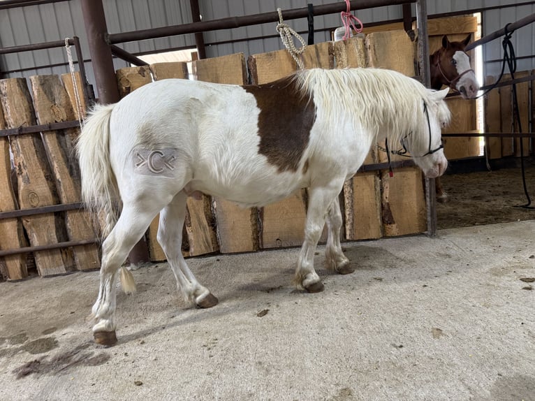 Meer ponys/kleine paarden Ruin 8 Jaar 112 cm Gevlekt-paard in Thedford