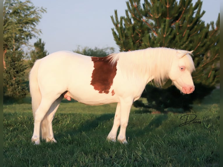 Meer ponys/kleine paarden Ruin 8 Jaar 112 cm Gevlekt-paard in Thedford