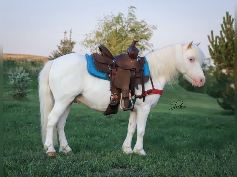 Meer ponys/kleine paarden Ruin 8 Jaar 112 cm Gevlekt-paard in Thedford