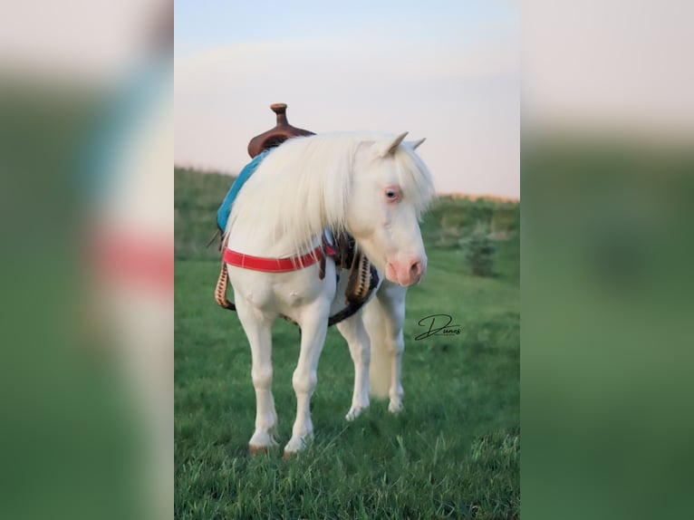 Meer ponys/kleine paarden Ruin 8 Jaar 112 cm Gevlekt-paard in Thedford