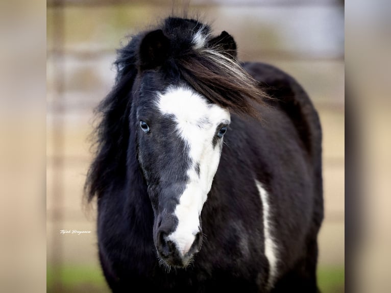 Meer ponys/kleine paarden Ruin 8 Jaar 112 cm Gevlekt-paard in Guthrie
