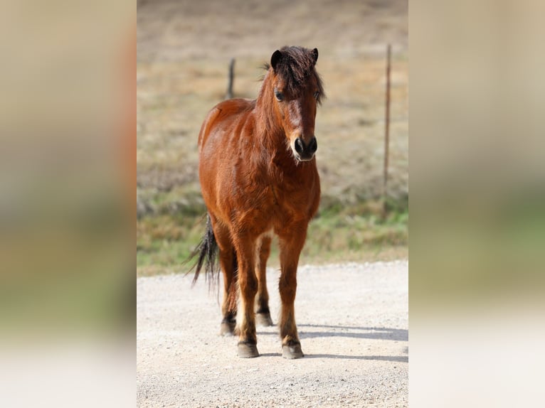 Meer ponys/kleine paarden Ruin 8 Jaar 112 cm Roodbruin in Forney