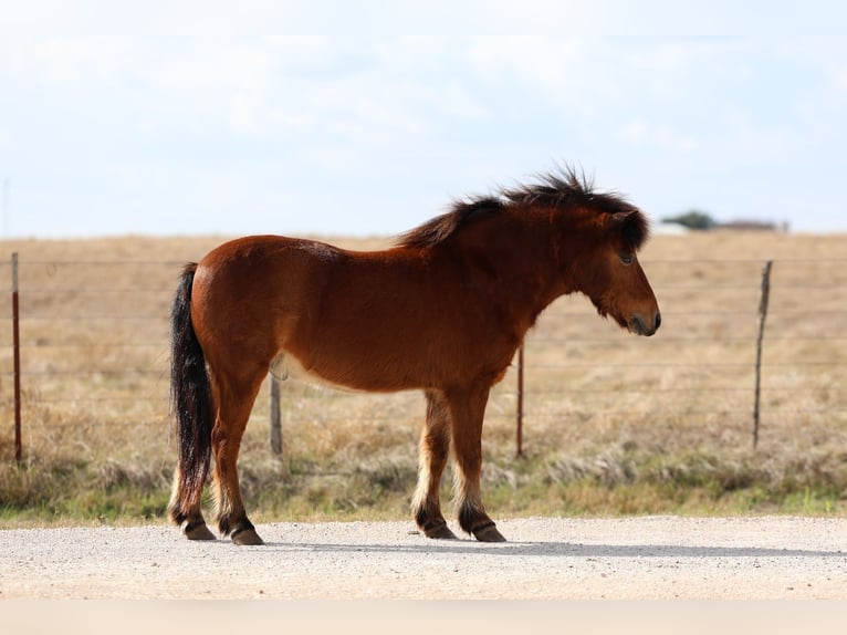 Meer ponys/kleine paarden Ruin 8 Jaar 112 cm Roodbruin in Forney