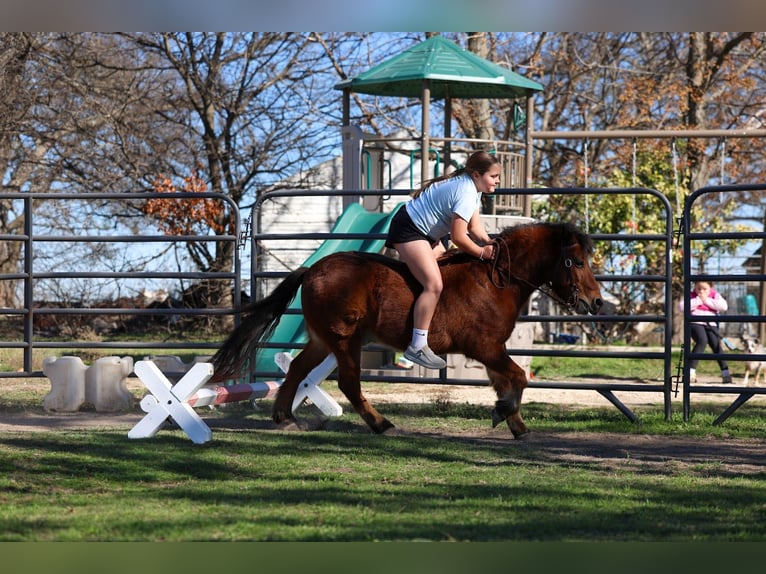 Meer ponys/kleine paarden Ruin 8 Jaar 112 cm Roodbruin in Forney