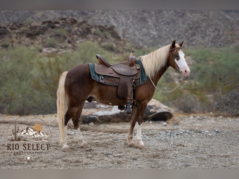 Meer ponys/kleine paarden Ruin 8 Jaar 112 cm  in Phoenix