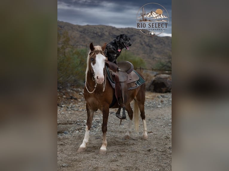 Meer ponys/kleine paarden Ruin 8 Jaar 112 cm  in Phoenix