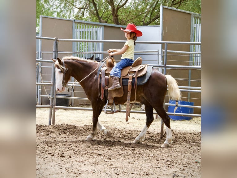 Meer ponys/kleine paarden Ruin 8 Jaar 112 cm  in Phoenix