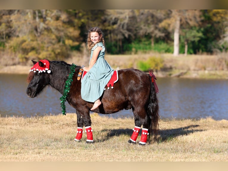 Meer ponys/kleine paarden Ruin 8 Jaar 112 cm Zwart in Forney
