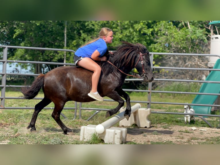 Meer ponys/kleine paarden Ruin 8 Jaar 112 cm Zwart in Forney