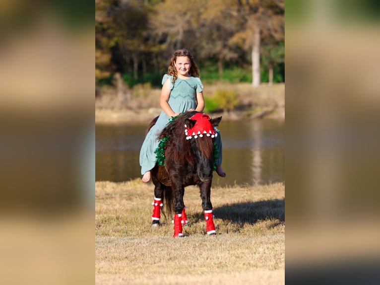 Meer ponys/kleine paarden Ruin 8 Jaar 112 cm Zwart in Forney