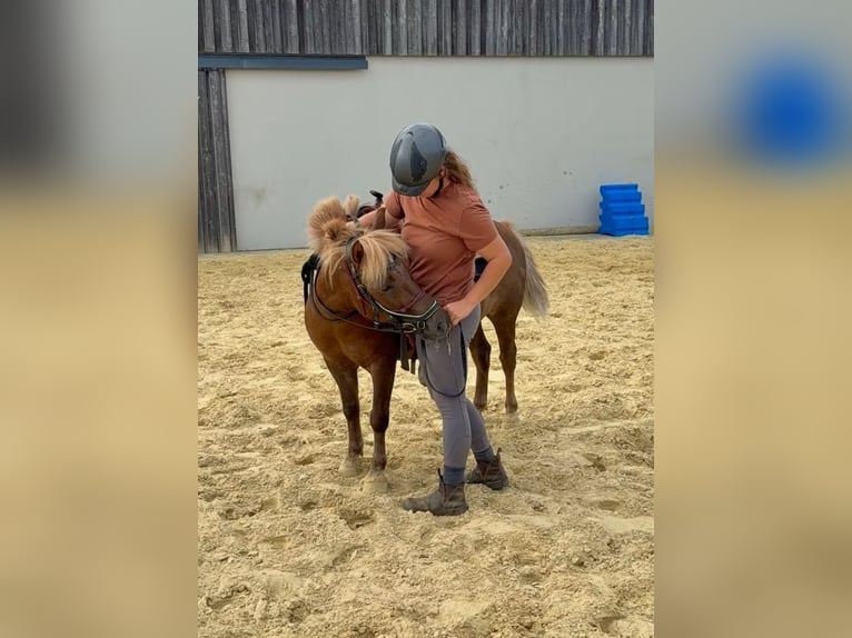 Meer ponys/kleine paarden Ruin 8 Jaar 120 cm Donkere-vos in Daleiden