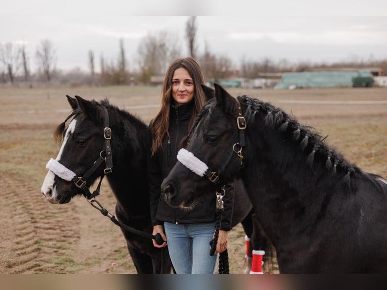 Meer ponys/kleine paarden Ruin 8 Jaar 120 cm Zwart in Bácsalmás