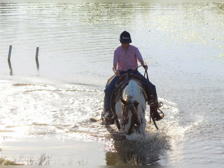 Meer ponys/kleine paarden Ruin 8 Jaar 122 cm Tobiano-alle-kleuren in Whitesboro