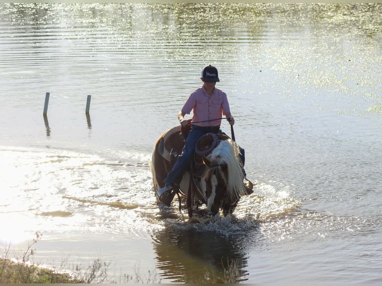 Meer ponys/kleine paarden Ruin 8 Jaar 122 cm Tobiano-alle-kleuren in Whitesboro