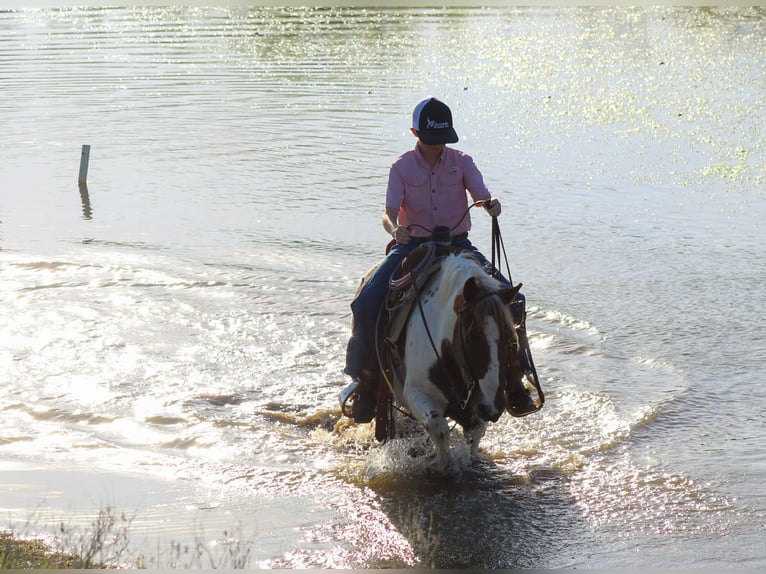 Meer ponys/kleine paarden Ruin 8 Jaar 122 cm Tobiano-alle-kleuren in Whitesboro