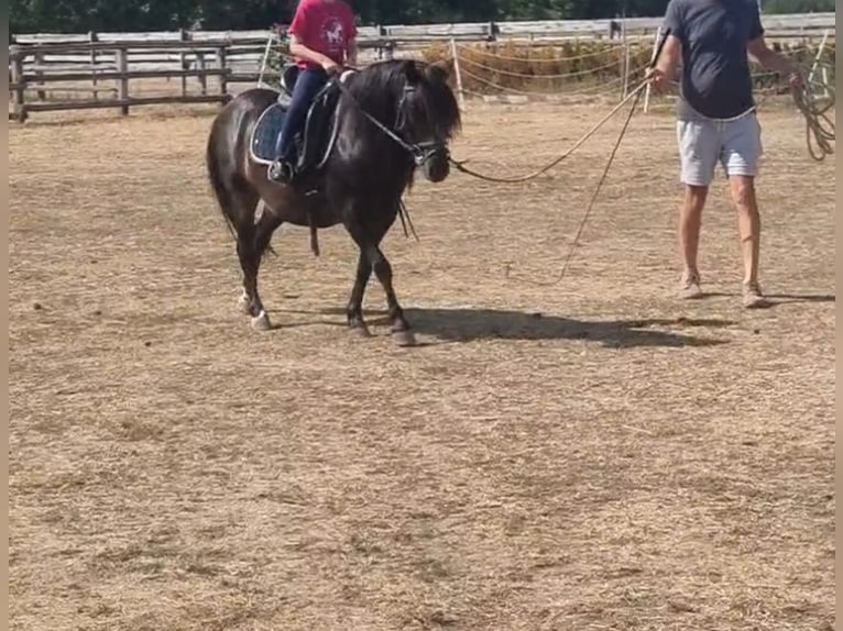 Meer ponys/kleine paarden Ruin 8 Jaar 125 cm Donkerbruin in Rechnitz