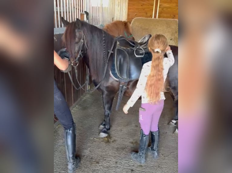 Meer ponys/kleine paarden Ruin 8 Jaar 125 cm Donkerbruin in Rechnitz