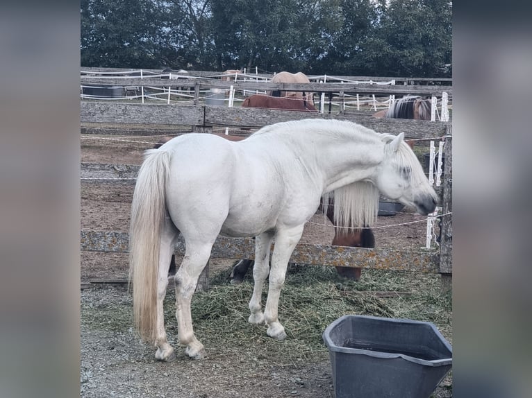 Meer ponys/kleine paarden Ruin 8 Jaar 125 cm Schimmel in Rechnitz