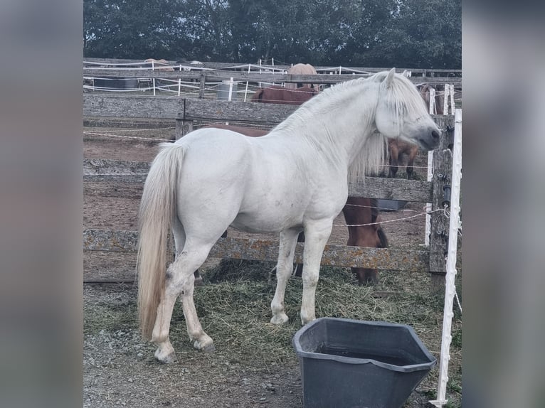 Meer ponys/kleine paarden Ruin 8 Jaar 125 cm Schimmel in Rechnitz