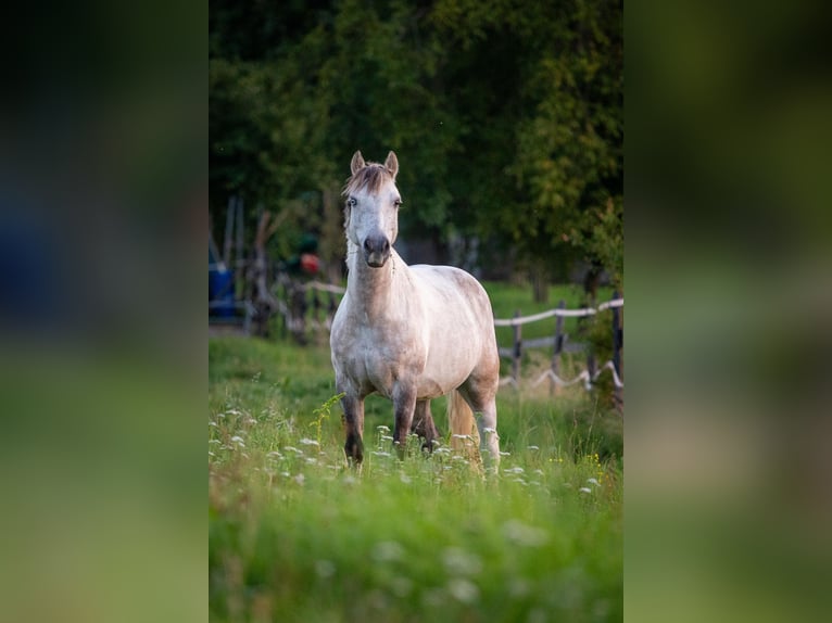 Meer ponys/kleine paarden Mix Ruin 8 Jaar 130 cm Appelschimmel in Kilb