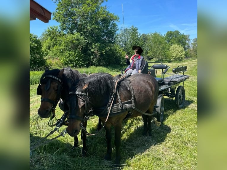 Meer ponys/kleine paarden Ruin 8 Jaar 133 cm Donkerbruin in Rechnitz
