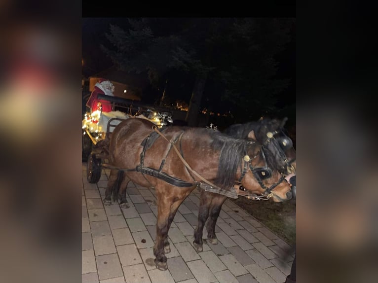 Meer ponys/kleine paarden Ruin 8 Jaar 133 cm Donkerbruin in Rechnitz