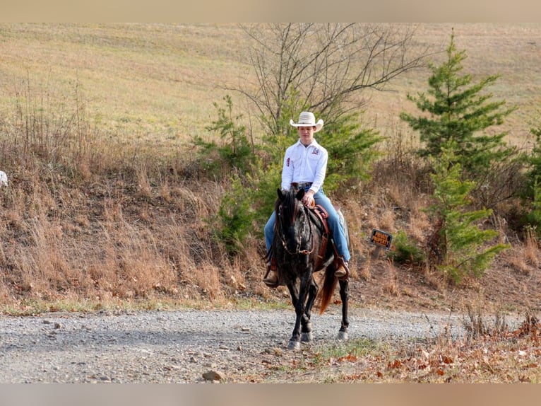 Meer ponys/kleine paarden Ruin 8 Jaar 135 cm Roan-Blue in Needmore