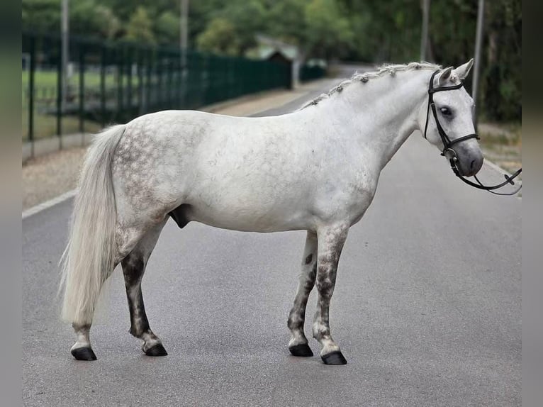 Meer ponys/kleine paarden Ruin 8 Jaar 135 cm Schimmel in Határ utca 25