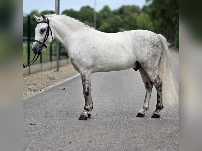 Meer ponys/kleine paarden Ruin 8 Jaar 135 cm Schimmel in Határ utca 25