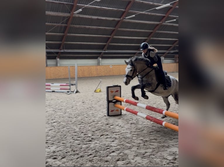 Meer ponys/kleine paarden Ruin 8 Jaar 136 cm Appelschimmel in Uelsen