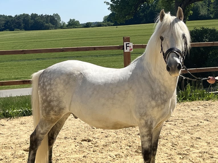 Meer ponys/kleine paarden Ruin 8 Jaar 138 cm Schimmel in Ursensollen
