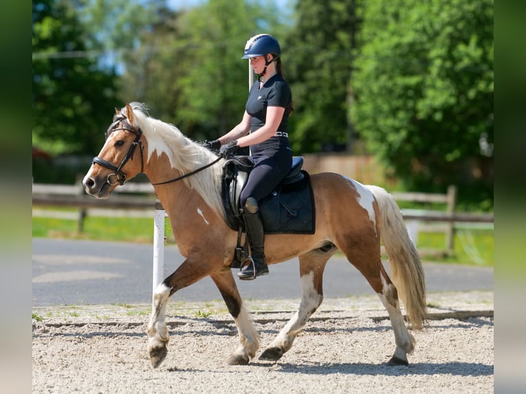 Meer ponys/kleine paarden Ruin 8 Jaar 140 cm Gevlekt-paard in Neustadt (Wied)